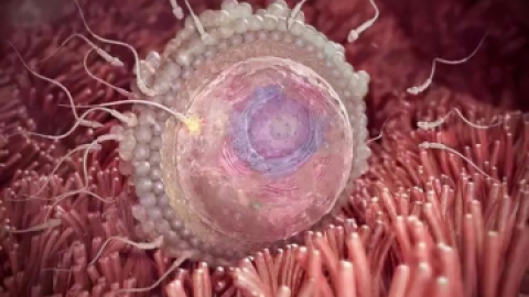 单纯疱疹病毒1型抗体IgG定性(HSV-1-IgG)