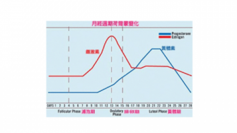 什么是卵泡期黄体期