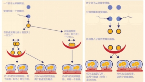 同卵双胞胎DNA如何分辨？