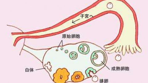 窦卵泡数是什么，窦卵泡数量多少正常？