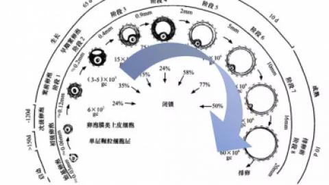 > 窦卵泡计数（AFC）是什么检查？你想知道的都在这里了。