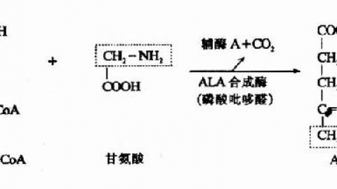 第三节　红细胞的代谢