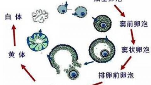 【黄体期】黄体期是什么时候