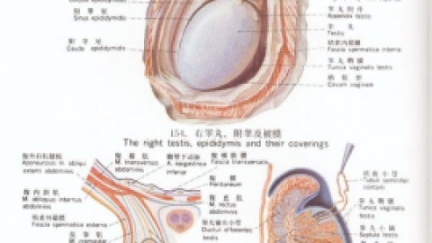> 睾丸扭转