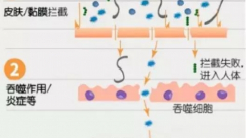 NK细胞:我是如何成为抗癌第一道防线的