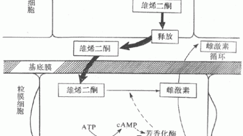 女性生殖、月经、排卵、激素调节、卵巢、妊娠、卵泡期、黄体期