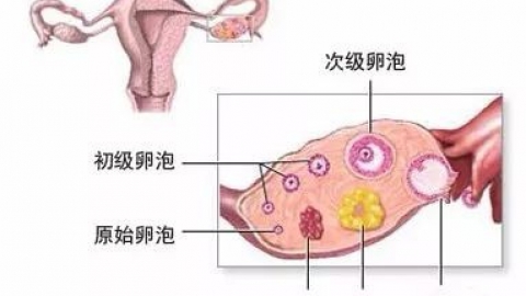 关于黄体，你了解多少？