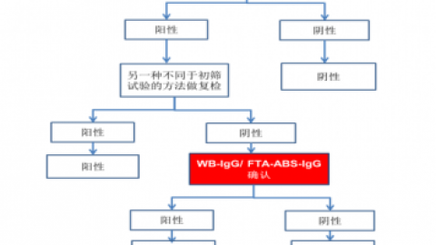两种梅毒血清学抗体确认实验