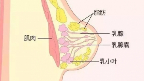 黄体期乳房胀痛，是怀孕了吗？
