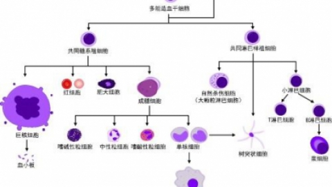 NK细胞