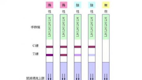 排卵试纸强阳卵泡1.0