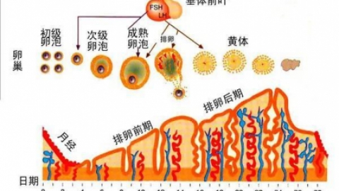怀孕子宫内膜厚度标准是多少