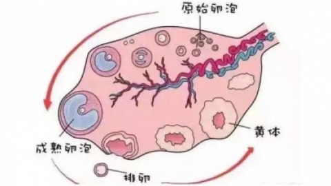 什么是窦卵泡计数