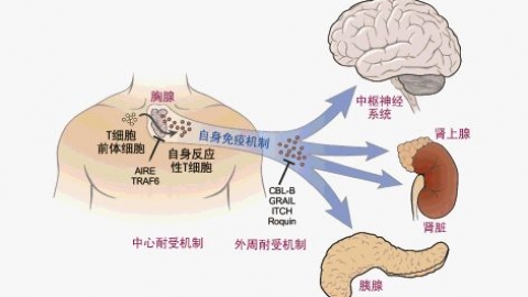 什么是单纯性疱疹