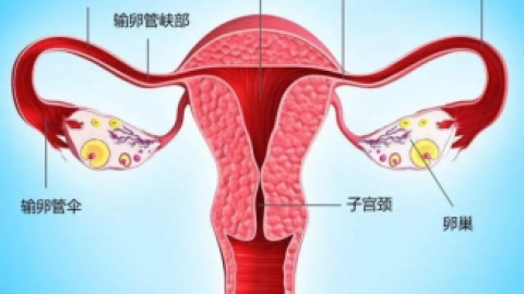 子宫输卵管造影中国专家共识