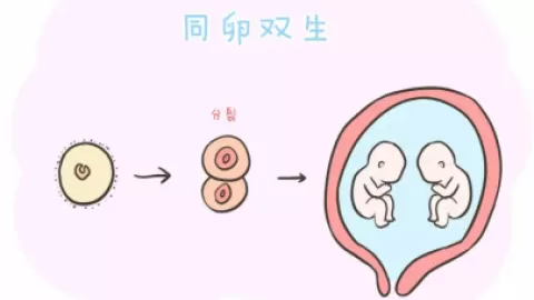 同卵双胞胎基因不相同