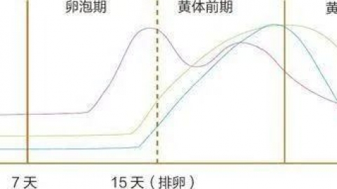 什么是黄体期