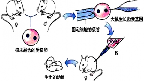 同卵双胞胎，为何性格如此不同？