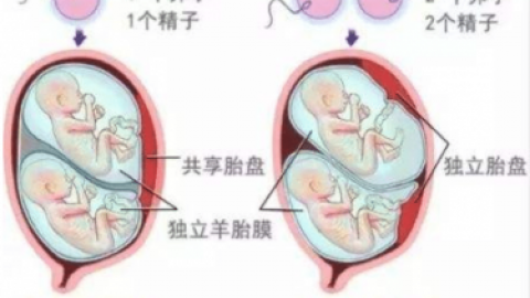 同卵双胞胎 这套规则，也许会颠覆你的三观