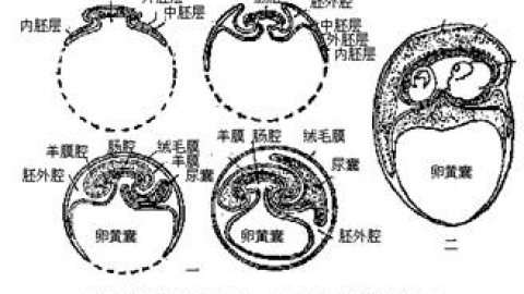 多胎妊娠（multiple pregnancy）(1)