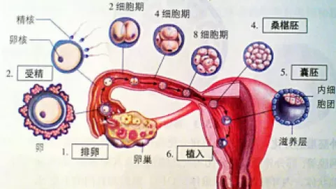 着床降温一般出现在排卵后第几天