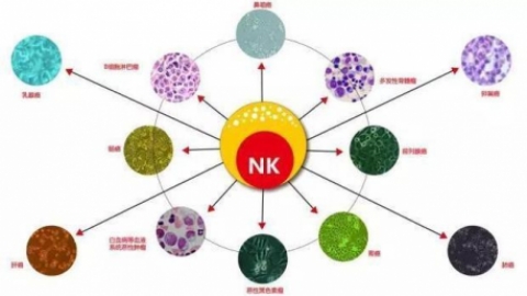什么是NK细胞？对人体有何作用机制？
