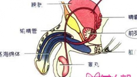 郑州不孕不育医院男性不育症的病因是什么
