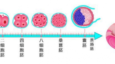 辅助生殖_临床医学_医药卫生_专业资料