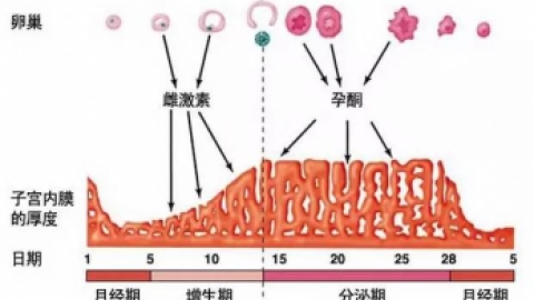 女性体内雌激素水平低怎么办呢