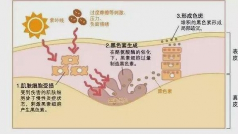分泌催乳激素的细胞是什么？