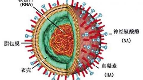 单纯疱疹病毒脑炎的「复发」 并不「单纯」是病毒惹的祸