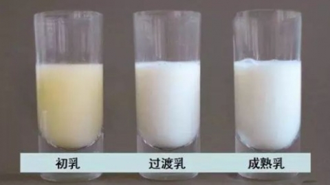 产后初乳要挤出来吗