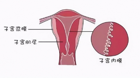 ​黄体期是什么时候