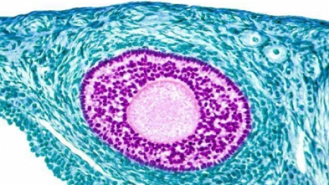 如果这3种感觉你都有，说明受精卵成功着床了，恭喜你备孕成功！