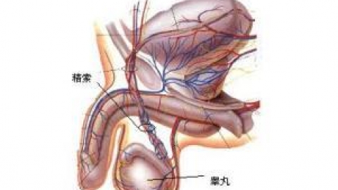 睾丸扭转ppt课件