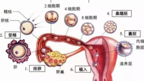 科普 | 黄体期出血是怎么回事？
