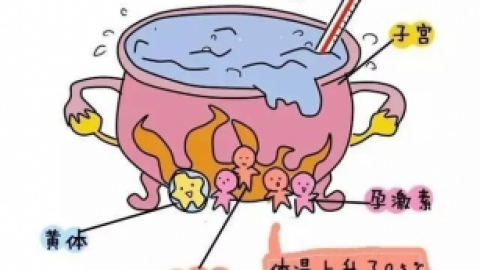 黄体期（排卵后期）