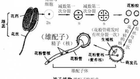 着床降温一般出现在排卵后第几天 什么时候恢复