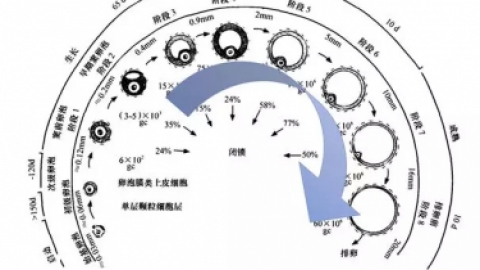 高龄生育窦卵泡计数（AFC）是什么检查？窦卵泡数与生育能力的关系都在这里！