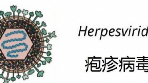 单纯疱疹病毒是什么更新时间:2013-04-10
