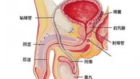 睾丸扭转的总结及鉴别诊断_临床医学_医药卫生_专业资料