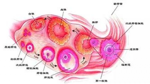 引起黄体素偏低的原因主要有哪些？