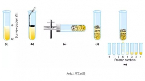 【求助】NK细胞的分离纯化方法