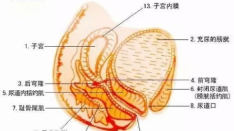 【盆底康复】盆底肌康复训练超全动图示范，读这篇就够啦！