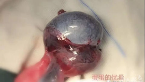 睾丸扭转怎么办_经济/市场_经管营销_专业资料