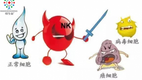 什么是NK细胞？NK细胞作用？