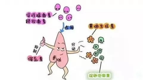 女性垂体泌乳素偏高是怎么回事啊