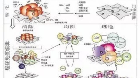 什么是NK细胞，NK细胞疗法，NK细胞免疫疗法费用
