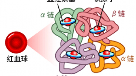 红细胞