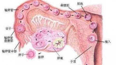 毓璜顶医院公益直播课第41期：宫腔粘连的预防和治疗